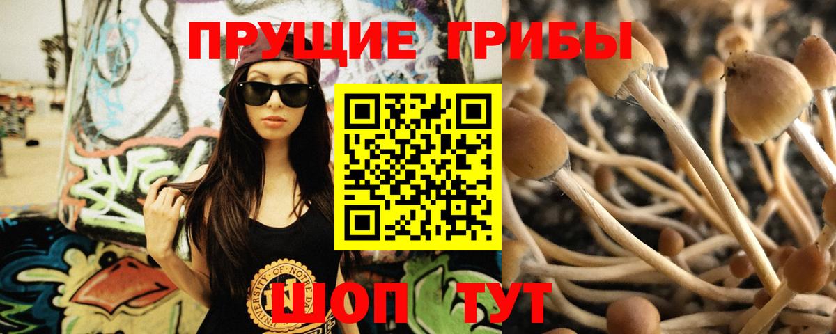 Галлюциногенные грибы Psilocybine cubensis Щёлково